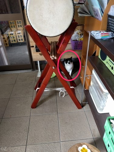 青ヶ島の猫