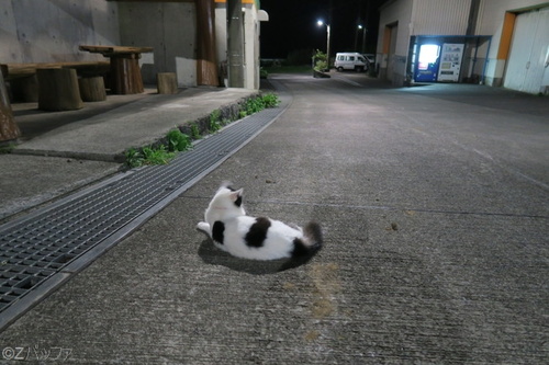 青ヶ島の夜と猫