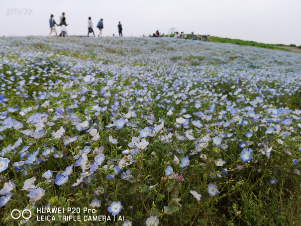 ひたちなか海浜公園みはらしの丘にあるネモフィラ