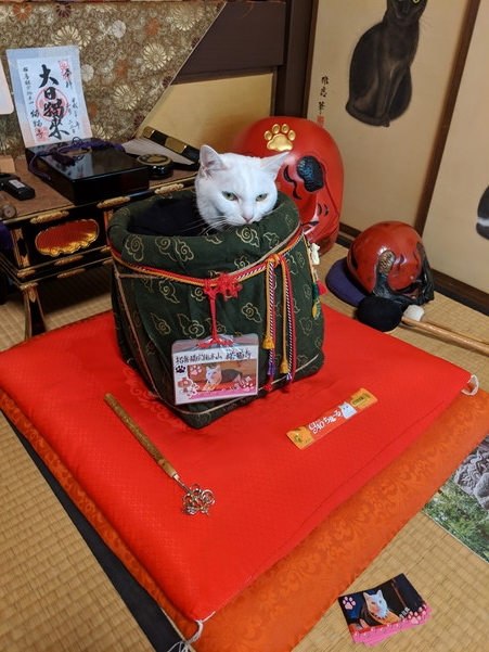 やっぱりキツい目つきの猫住職