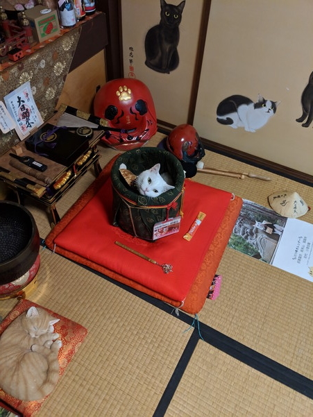 まったりする猫猫寺の小雪住職