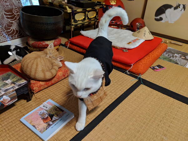 お勤めから逃げる小雪住職
