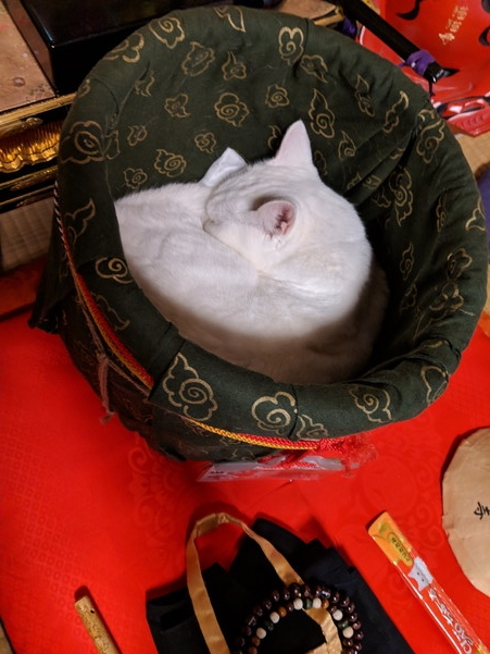 猫住職の寝姿