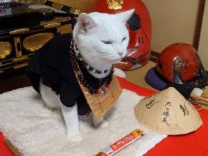 猫猫寺の小雪住職