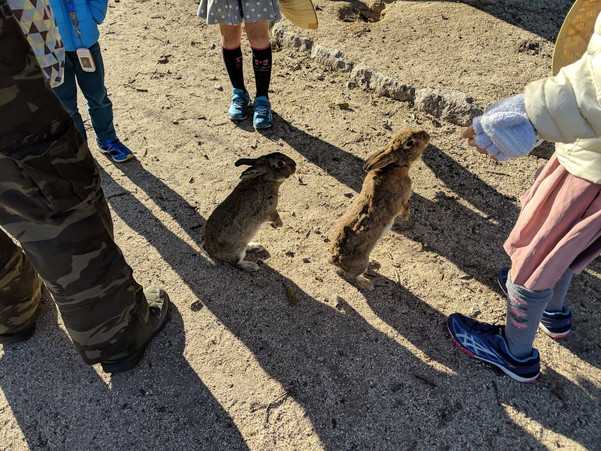 餌くれと立ち上がる大久野島のうさぎ