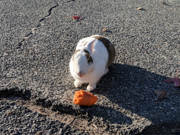 にんじんを食べるうさちゃん