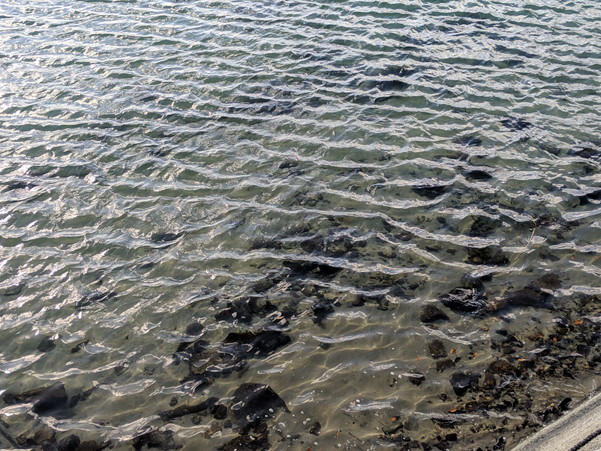 興居島の海は意外にもキレイだった