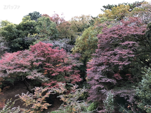 等々力渓谷の紅葉