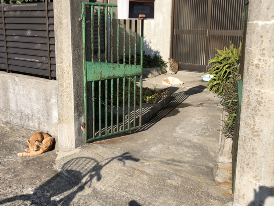 男木島の猫達