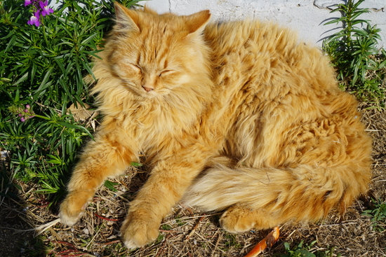 男木島にいたモフモフ猫