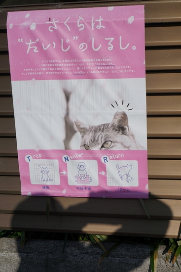 猫の避妊手術に関するポスター