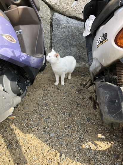 女木島にいた白い猫