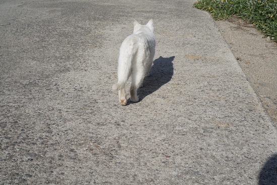 観光客のもとへ向かう猫