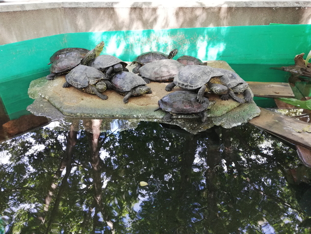 P20 liteのカメラで撮影した動物園の亀たち