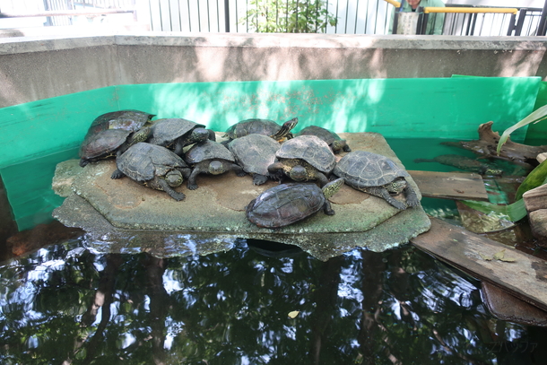 iPhone8のカメラで撮影した動物園の亀たち