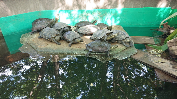 Xperia XZ2のカメラで撮影した動物園の亀たち