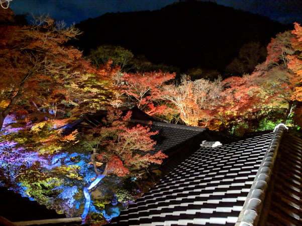 瑠璃光院の内部から見た紅葉のライトアップ