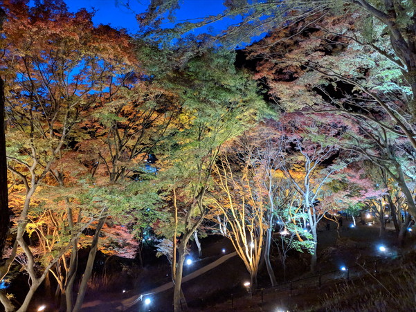 紅葉の季節にライトアップされる八瀬もみじの小径