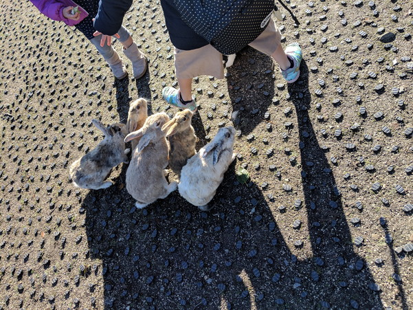 大久野島のうさぎ達