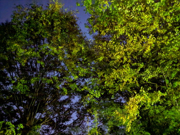 Pixel 3の夜景モードで撮影すると樹木の葉っぱがちゃんと描写されている