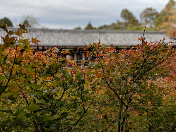 Pixel 3のポートレートモードで撮影した京都東福寺の紅葉